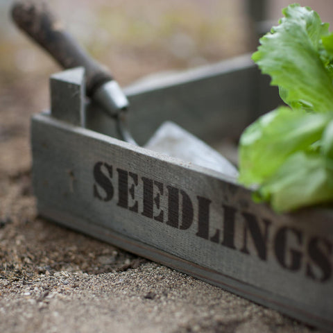 Aldsworth Wooden Seedlings Tray