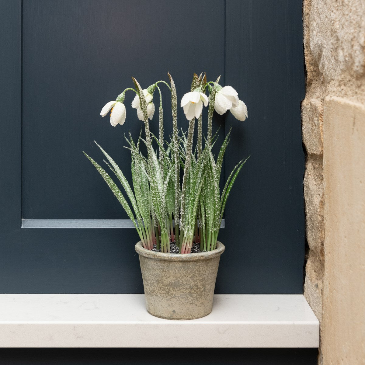 Frosted Snowdrops In Pot