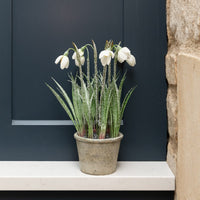 Frosted Snowdrops In Pot