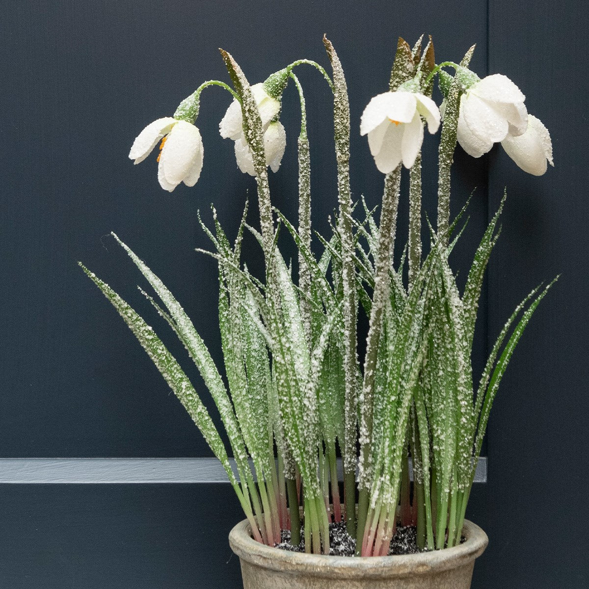 Frosted Snowdrops In Pot